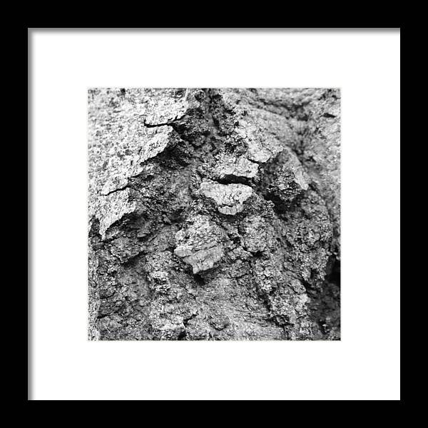 Tree Framed Print featuring the photograph Tree Textures 4 by Frank Mari