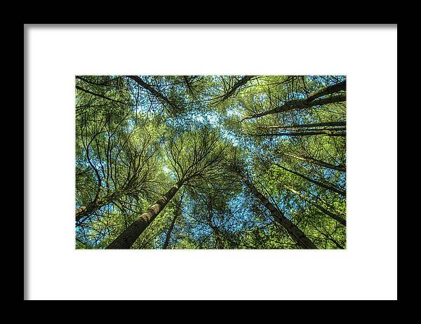 Forest Framed Print featuring the photograph Tree Tops by Cathy Kovarik