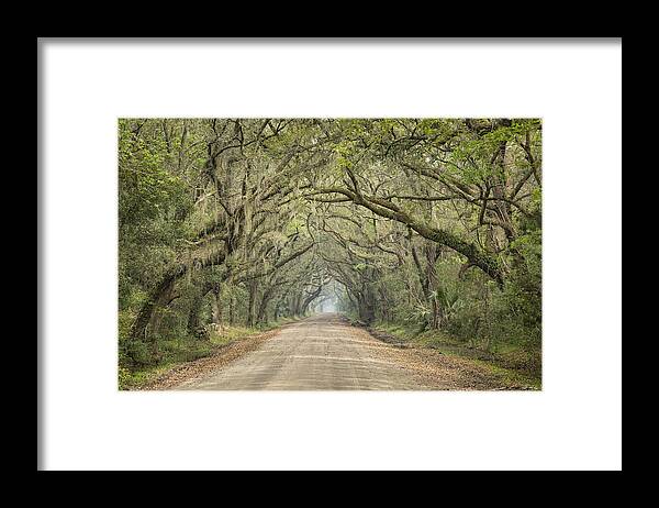 Tree Framed Print featuring the photograph Tree Tunnel by Denise Bush