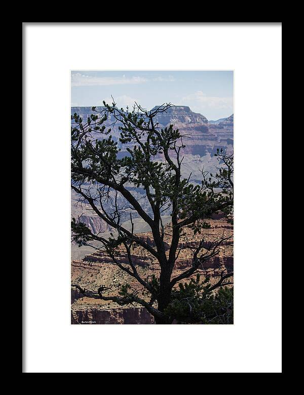 Grand Canyon Framed Print featuring the photograph Tree View Grand Canyon by Roberta Byram