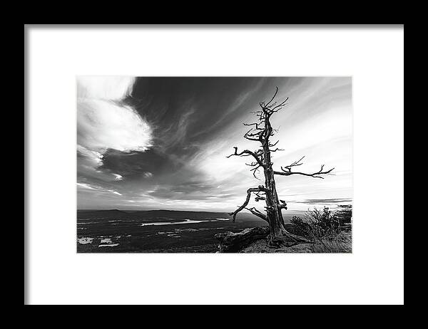 Arkansas Framed Print featuring the photograph Tree Vs World by Mati Krimerman