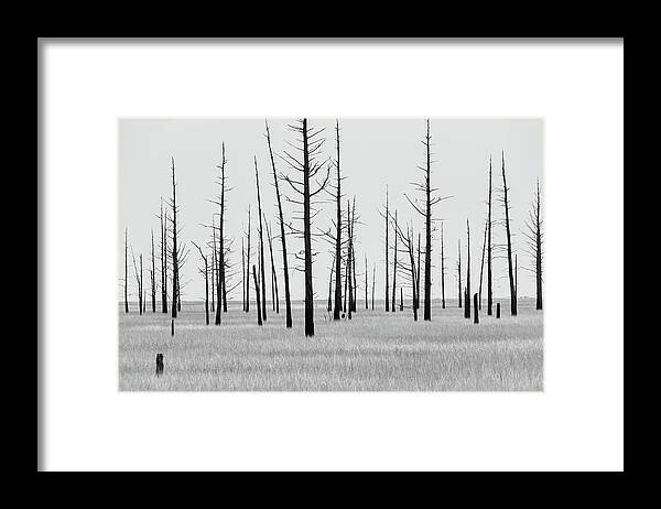 Landscape Framed Print featuring the photograph Trees Die off by Louis Dallara