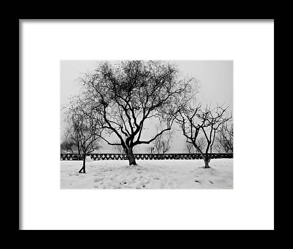 Winter Framed Print featuring the photograph Trees in Winter by Dean Harte
