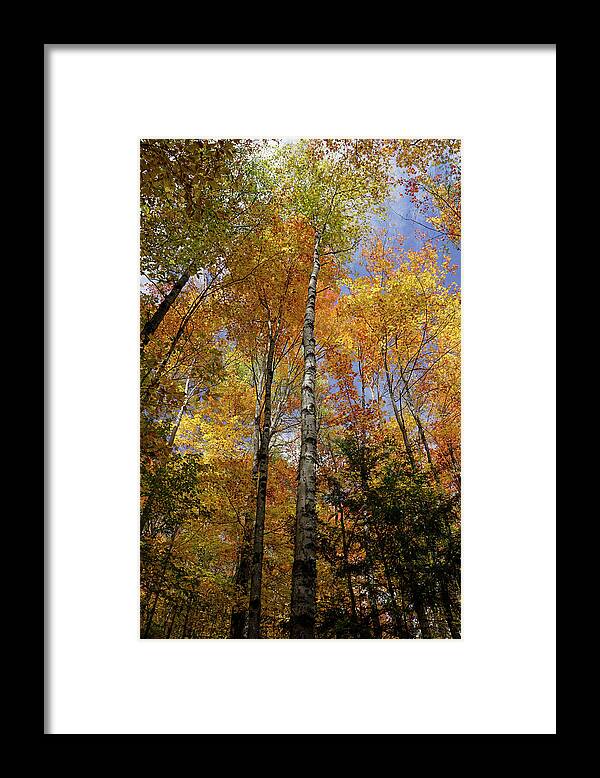 Trees Framed Print featuring the photograph Trees on the Lincoln Woods Trail by Nancy De Flon