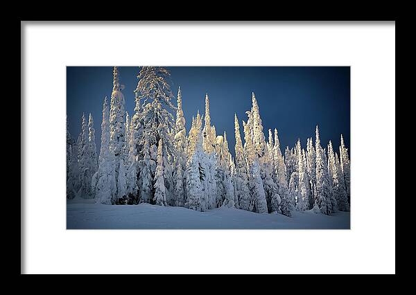 Montana Framed Print featuring the photograph Trees by Thomas Nay