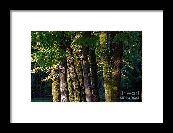 The Autumn Sunny On The Trees Framed Print featuring the photograph Trees by Yu Wen Rao
