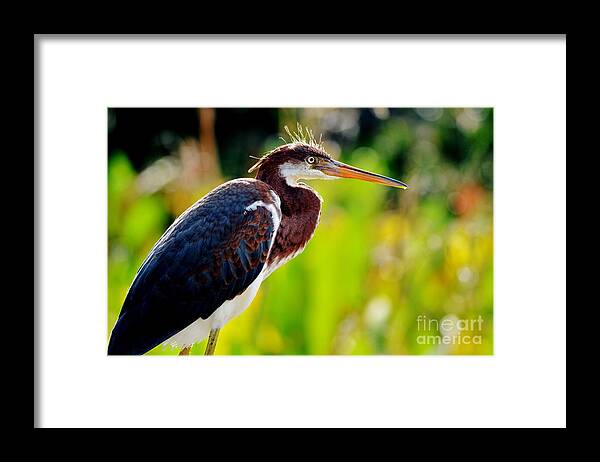 Tri Color Heron Framed Print featuring the photograph Tri Color at Sunset by Julie Adair