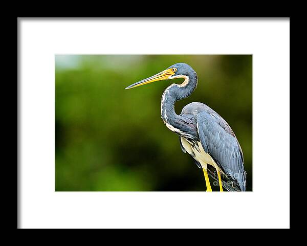 Tri Color Heron Framed Print featuring the photograph Tri Color Heron 2 by Julie Adair
