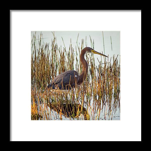 Herons Framed Print featuring the photograph Tricolored Heron - Egretta Tricolor by DB Hayes