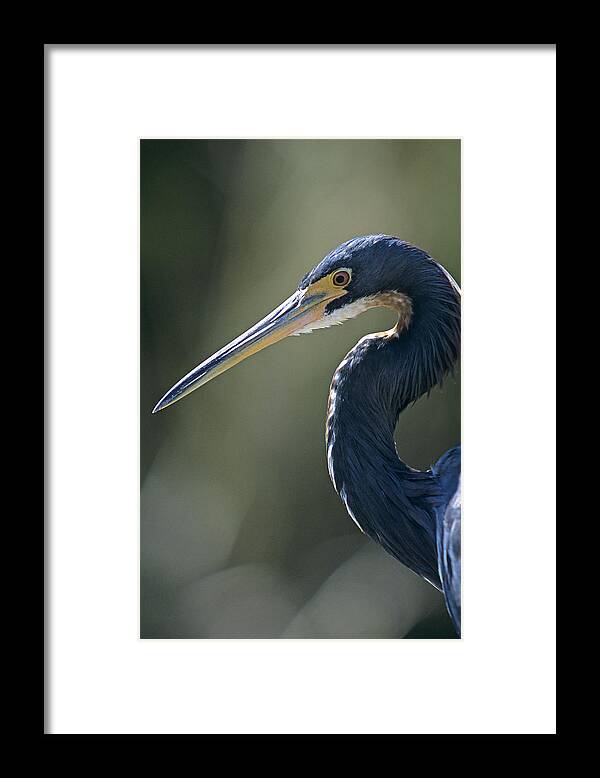 Tri Colored Heron Framed Print featuring the photograph Tri Colored Heron head Shot by John Harmon