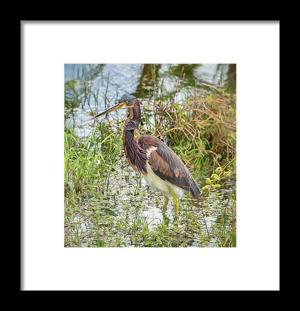 Celery Fields Framed Print featuring the photograph Tri-Colored Heron by Richard Goldman