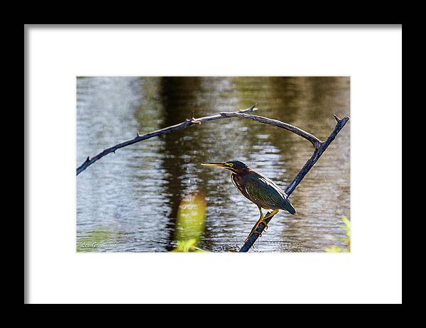 Heron Framed Print featuring the photograph Green Heron by Les Greenwood