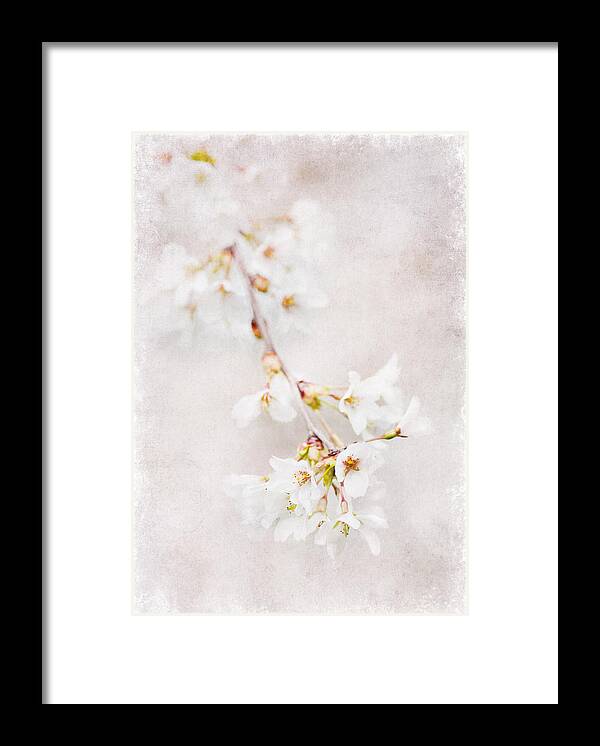 Flowers Framed Print featuring the photograph Triadelphia Cherry Blossoms by Jill Love
