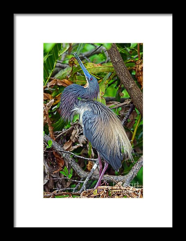 Bird Framed Print featuring the photograph Tricolor Breeding Display by Larry Nieland