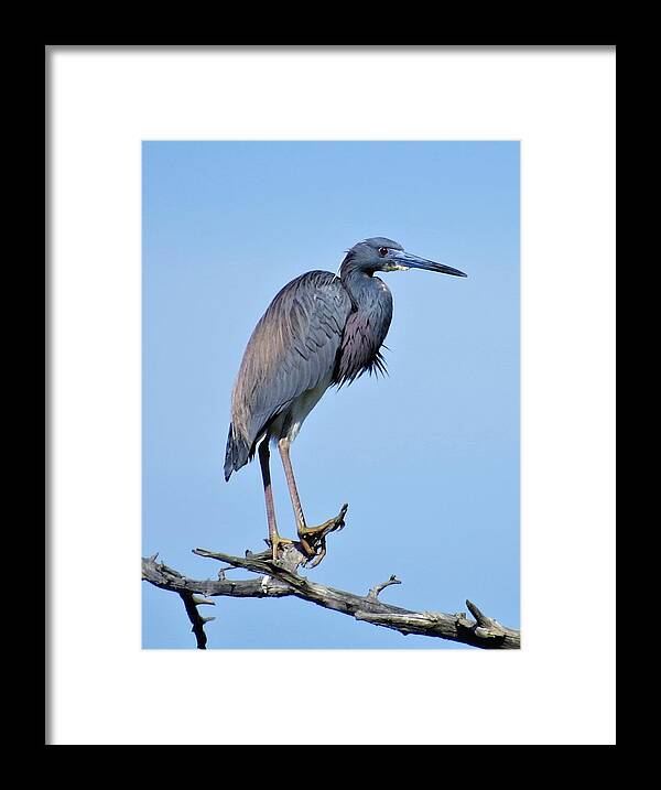 Bird Framed Print featuring the photograph Tricolor Heron by Ellen Meakin