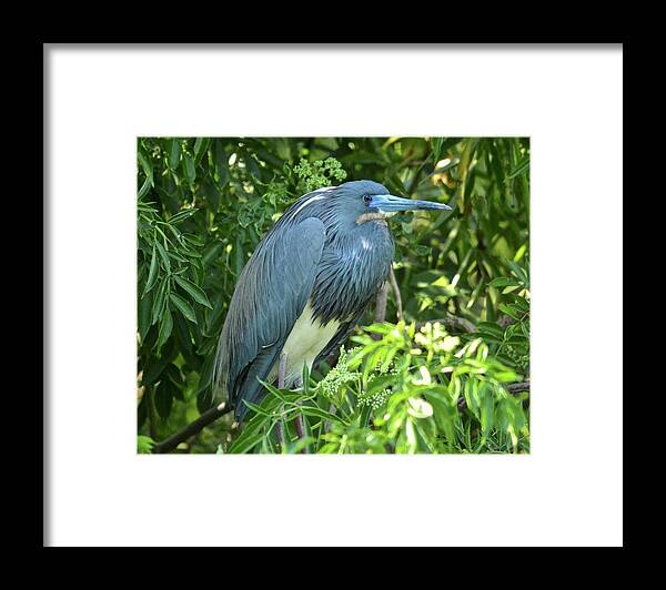 Heron Framed Print featuring the photograph Tricolored by Carol Bradley