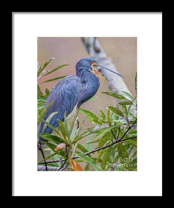 Nature Framed Print featuring the photograph Tricolored Heron Yawning in Tree - Egretta Tricolor by DB Hayes