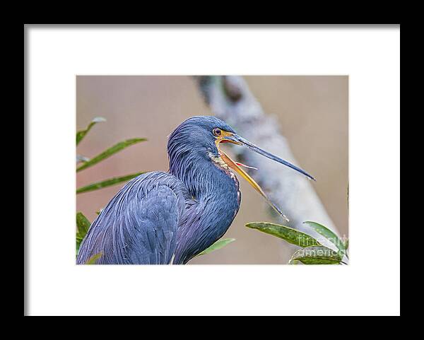 Nature Framed Print featuring the photograph Tricolored Heron Yawning UP CLOSE by DB Hayes