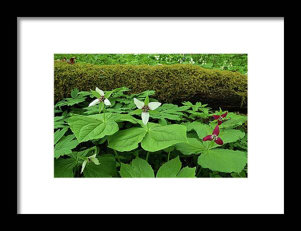 Plant Framed Print featuring the photograph Trillium by Log by Alan Lenk