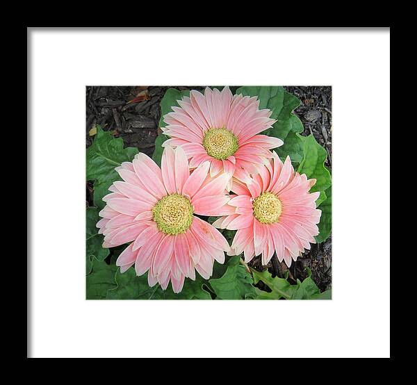 Flowers Framed Print featuring the photograph Trio of Gerbers by Jeanette Oberholtzer
