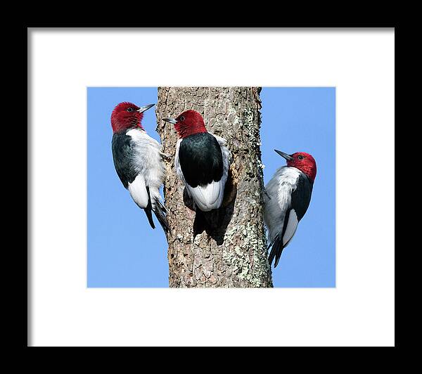 Red Headed Woodpecker Framed Print featuring the photograph Tripecka by Art Cole