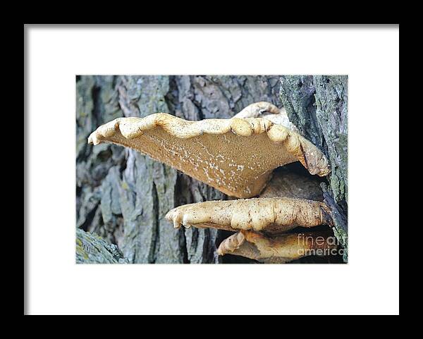 Photo Framed Print featuring the photograph Triple Shelf Mushrooms by Marsha Heiken