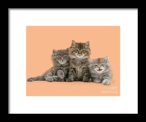 Maine Coon Framed Print featuring the photograph Triplet Trouble by Warren Photographic