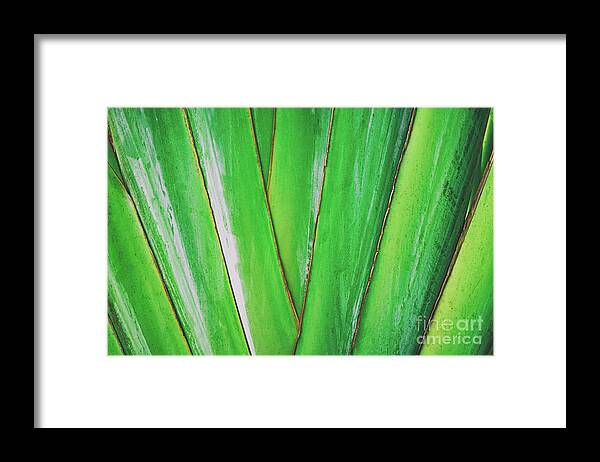 Plant Framed Print featuring the photograph Tropical Abstract by Scott Pellegrin
