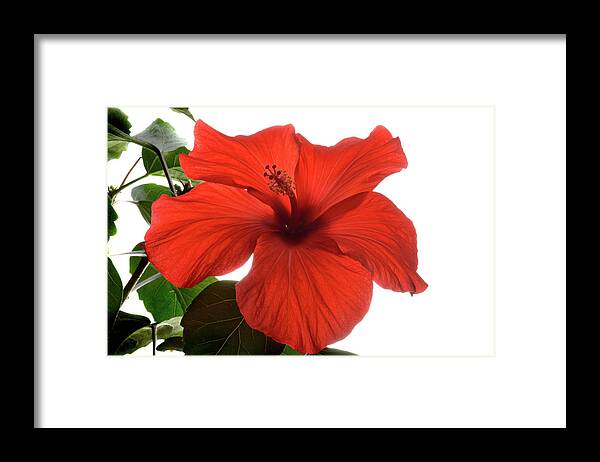 Hibiscus Framed Print featuring the photograph Tropical Bloom. by Terence Davis