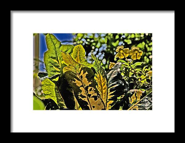 Tropical Foliage Framed Print featuring the photograph Tropical Foliage a-la Monet by David Frederick