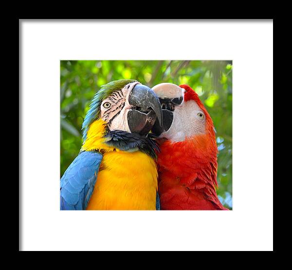 Florida Framed Print featuring the photograph Tropical Kisses by Richard Bryce and Family