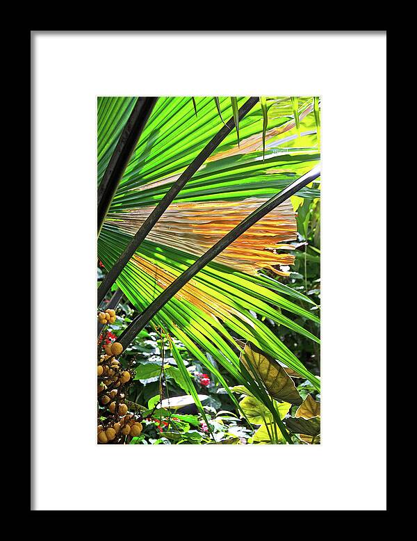 Tropical Leaves Back-lit Greens Yellows Browns Berries In The Corner Framed Print featuring the photograph Tropical Leaves Back-lit Greens Yellows Browns Berries in the corner 2 10232017 Colorado by David Frederick