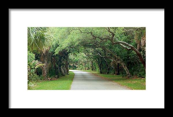 Trees Framed Print featuring the photograph Tropical Magic Forest by Christopher James