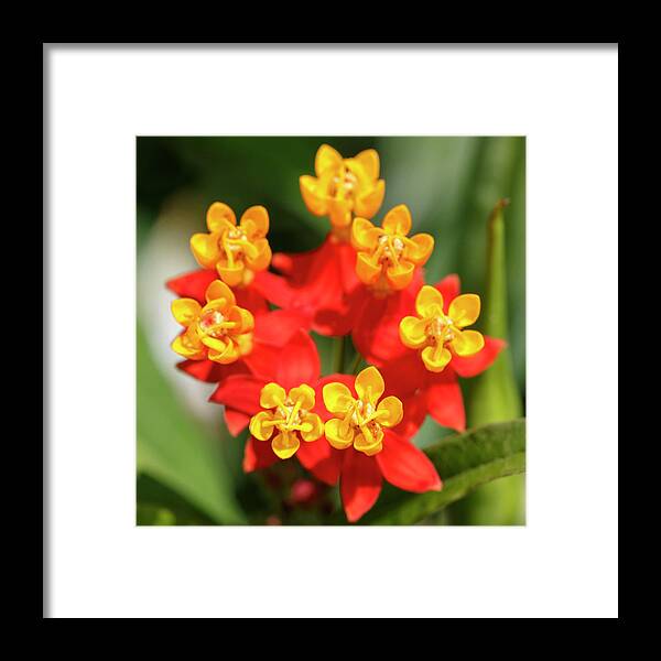 Colombia Framed Print featuring the photograph Tropical Milkweed Jardin Botanico del Quindio Colombia by Adam Rainoff