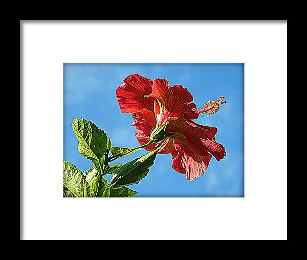 Red Hibiscus Framed Print featuring the photograph Tropical Red Hibiscus by Rose Hill