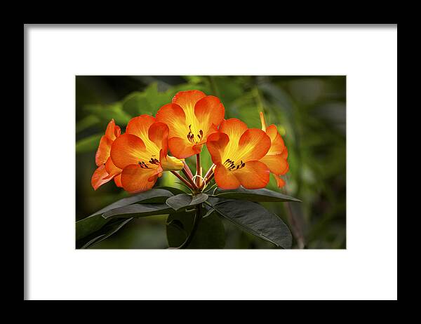 Blossom Framed Print featuring the photograph Tropical Rhododendron by Penny Lisowski