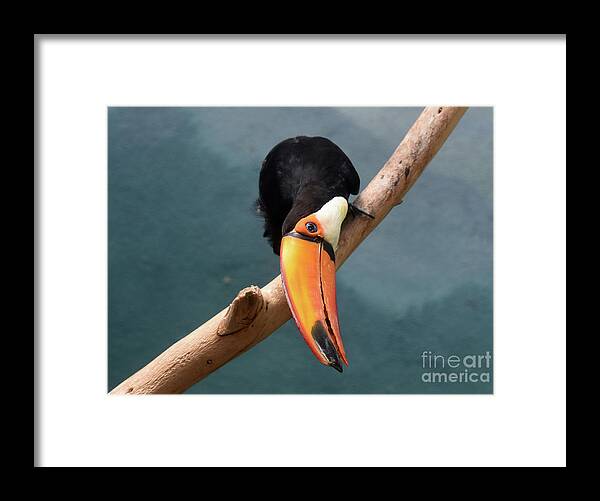 Toucan Framed Print featuring the photograph Tropical Toucan Bird with a Bright Orange Bill by DejaVu Designs