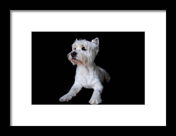 Westie Framed Print featuring the photograph Trot Posing by Nicole Lloyd