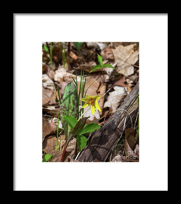 Trout Framed Print featuring the photograph Trout Lily Flower by Les Palenik