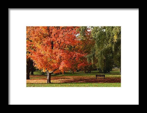 Maple Leaf Framed Print featuring the photograph True Colours by Richard Andrews