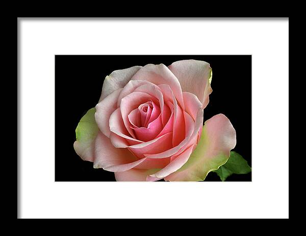 Rose Framed Print featuring the photograph True Colours. by Terence Davis