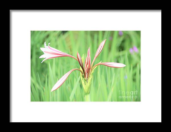 Flowers Framed Print featuring the photograph Trumpet by Merle Grenz