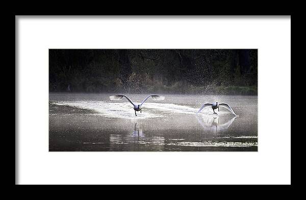 Trumpter Swans Framed Print featuring the photograph Trumpeter Swans Taking Off at Mill Pond by Michael Dougherty