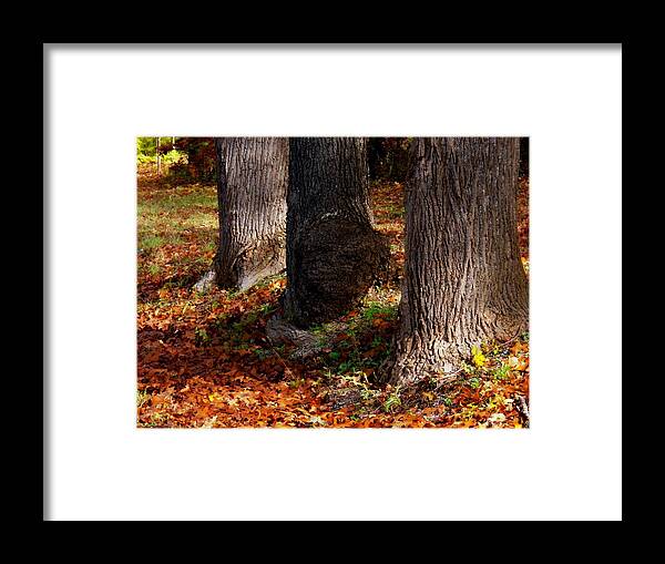 Autumn Framed Print featuring the photograph Trunk and Leaves by Joyce Kimble Smith