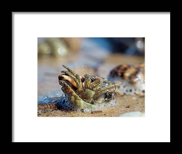 Crab Framed Print featuring the photograph Trying to Move by Brad Boland