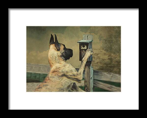 Great Dane Framed Print featuring the photograph Tucker and the Birdhouse by Fran J Scott