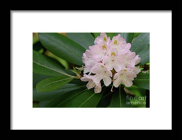 High Virginia Images Framed Print featuring the photograph Tucker County Rhododendron by Randy Bodkins