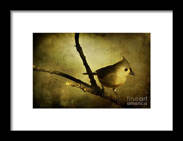 backyard Birds Framed Print featuring the photograph Tufted Titmouse - Weathered by Lana Trussell