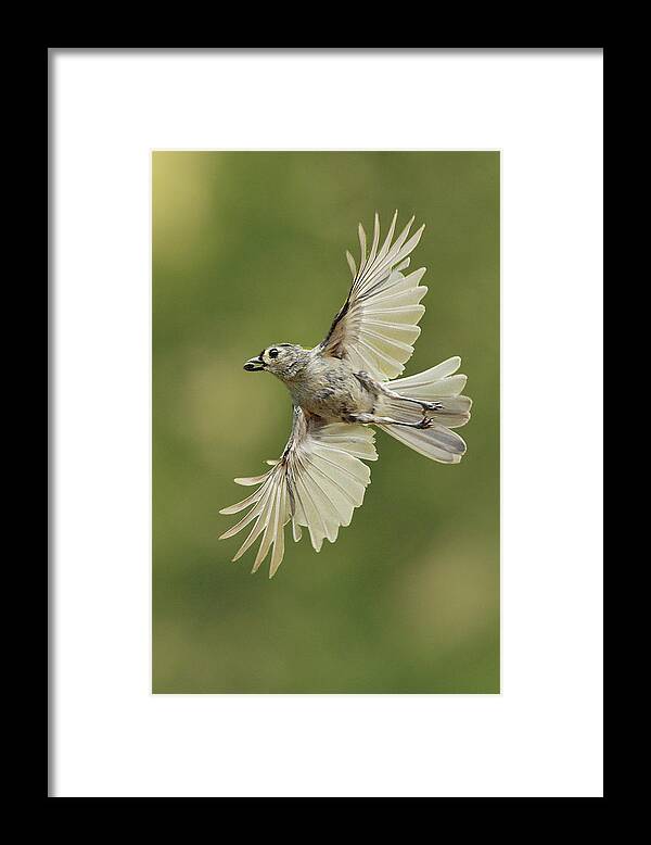 Bird Framed Print featuring the photograph Tufted Titmouse In Flight by Alan Lenk