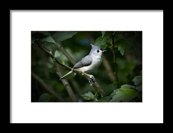 Bird Framed Print featuring the photograph Tufted Titmouse by Patricia Montgomery